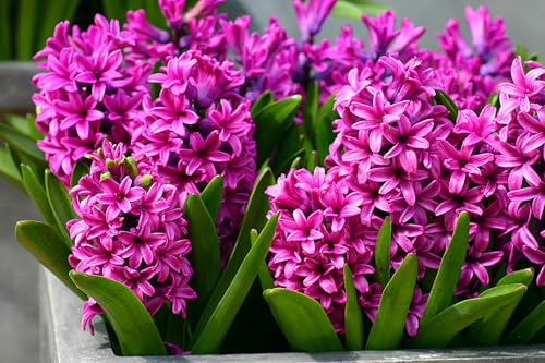 Hyazinthen Zwiebeln, Duftende Blumen, MehrjäHrige,Raumdekoration,WunderschöNe Blumenzwiebeln, Winterhart Mehrjährig,Winterharte Pflanzenblumen, Topfpflanzen-4zwiebeln-A