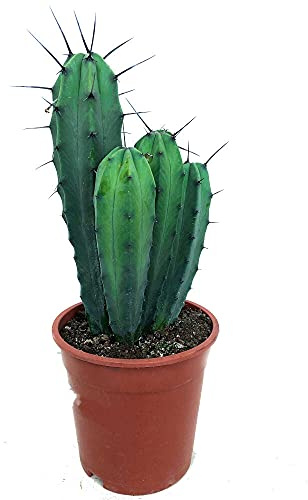 CACTUS NATURAL MYRTILLOCACTUS GEOMETRIZANS M17 45CM