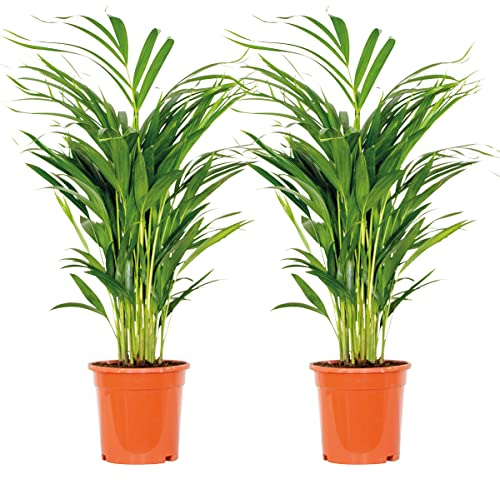 Bloomique - 2er Set - Dypsis Lutescens - Goldfruchtpalme - Areca Palme - Zimmerpflanzen - Pflegeleicht - Haustierfreundlich - Höhe 60-70 cm - Topf 17 cm