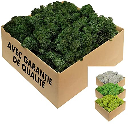 GJS Musgo islandés Natural conservado – auténtico Musgo Decorativo en 200g/500g/1kg/4kg para Cuadros, Manualidades, decoración y terrarios (Verde Oscuro, 1kg)