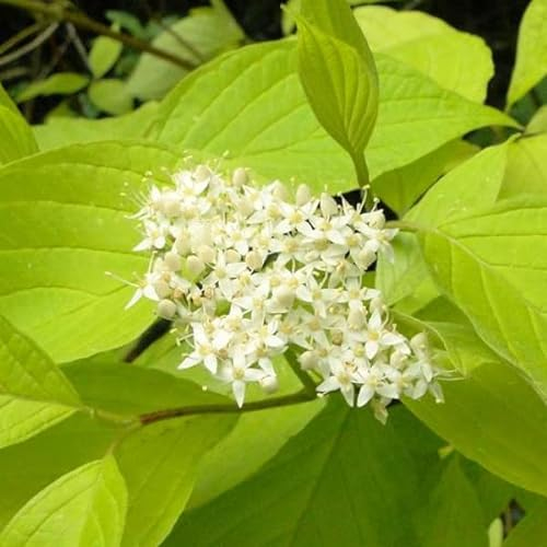 Cornouiller blanc 'Aurea' – Cornus alba 'Aurea' 60-80 cm pot | Arbuste décoratif, feuillage doré lumineux, idéal massif & haie fleurie