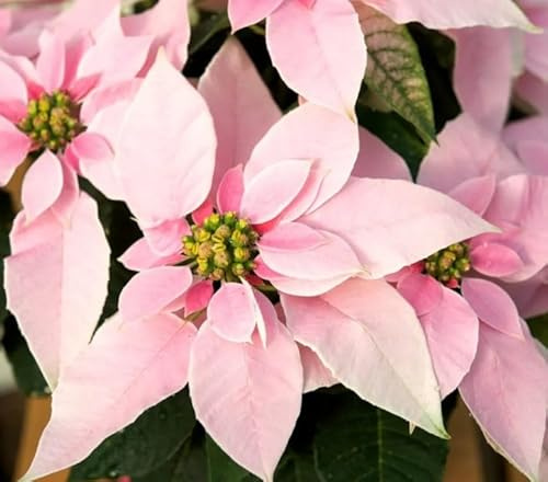 Poinsettia Rosa - Planta Viva - Decoración de Interiores