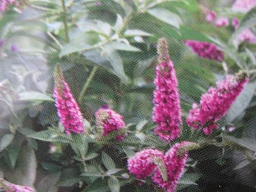 Buddleja davidii Proven Winners® - Pink Micro Chip® - Zwerg-Schmetterlingsflieder - 40-60