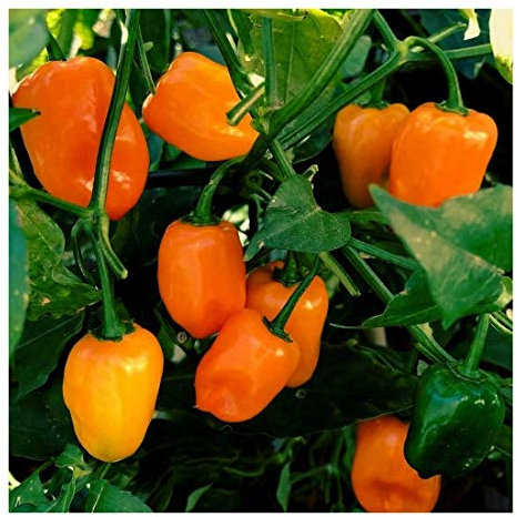 Semi in vaso di rucola - sottaceti per insalata - annuale - rucola coltivata - 200 semi