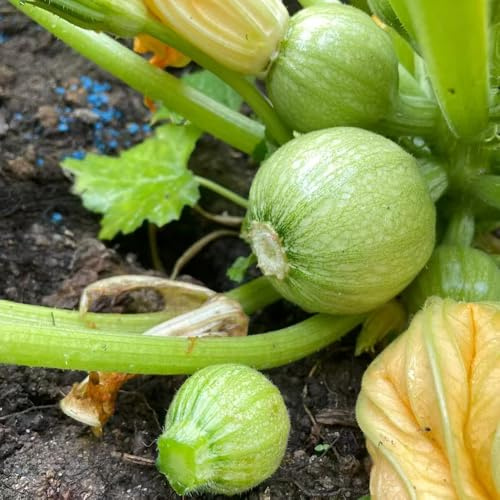 zucchine semi di per aiuole rialzate semi di zucchine rampicante esotica da orto da giardino Acquista invernali Aiule rialzate 300semi
