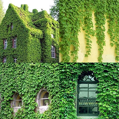 XQxiqi689sy 120 Pièces Graines De Lierre Vert Couvre-Sol Plante Grimpante Herbe Jardin Maison Plante Décoration Murale Graines de Lierre