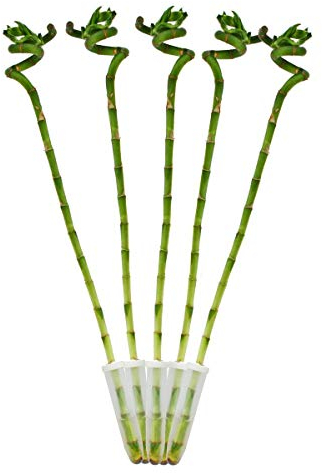 Set di 5 bambù fortunato 'Lucky Bamboo' - a forma di spirale - in un tubo - Dracaena Sanderiana - altezza ca.40 cm