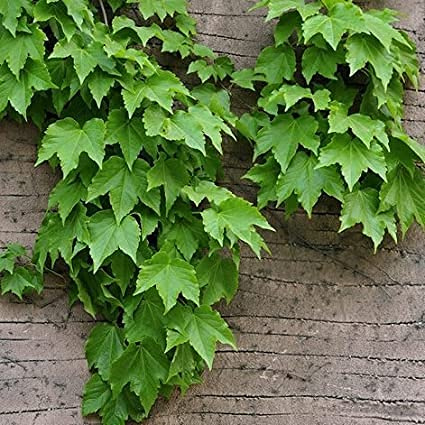 Graines de lierre paquet de 100 graines