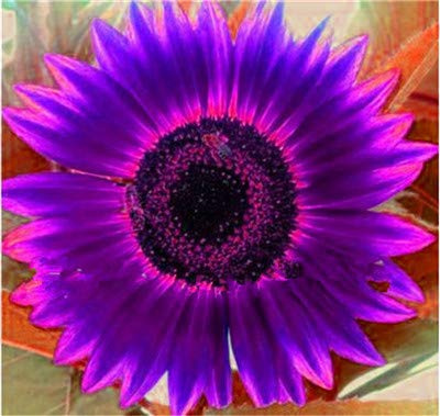 Graines De Tournesol Violettes Neuves Pour Un Beau Jardin Ensemble De 100 Pièces