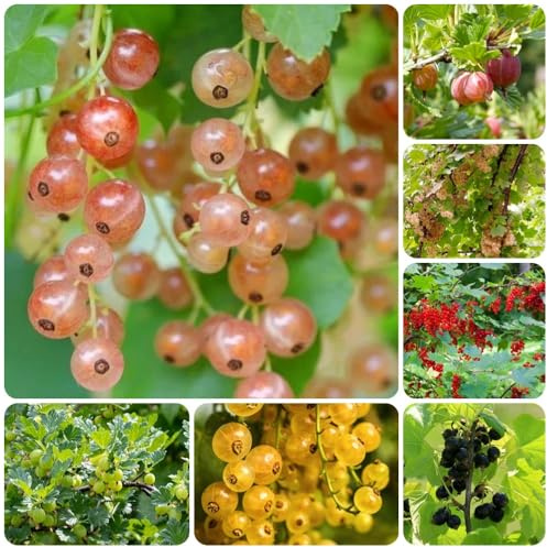 semillas de grosella, para jardin Las grosella espinosa son resistentes, exóticas, verdes, 150pcs