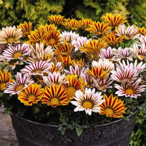 Gazania 'Tiger Stripes Mixed' - Bedding Plants for Drought-Prone & Coastal Gardens - Striking Striped Blooms – 2X 6 Mixed Tray by Thompson & Morgan