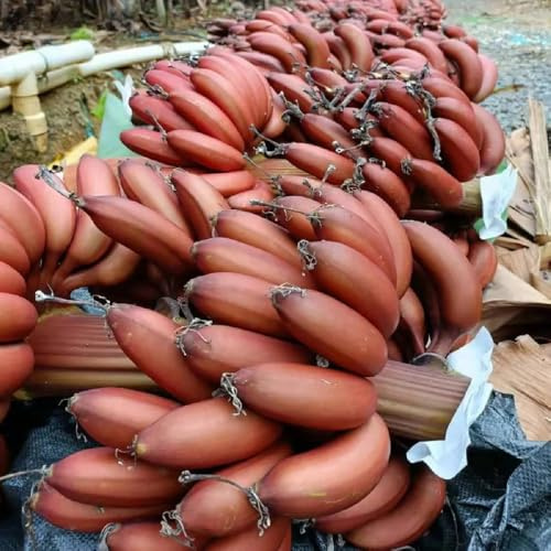 Semillas de plátano, resistentes para el jardín de plátano resistente, semillas de balcón 20pcs