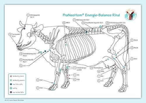 Akupunktur-Tafel Rind/Kuh: PraNeoHom® Energiebalance durch Heilen mit Zeichen: PraNeoHom® Energie-Balance Rind