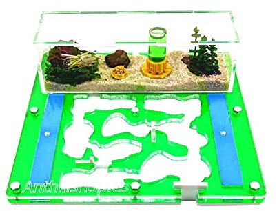 ANTHILLSHOP - Ameisenfarm│ 20 x 20 cm Acryl aus Schaum (grüne Farbe) - mit Ameisen aus 20-30