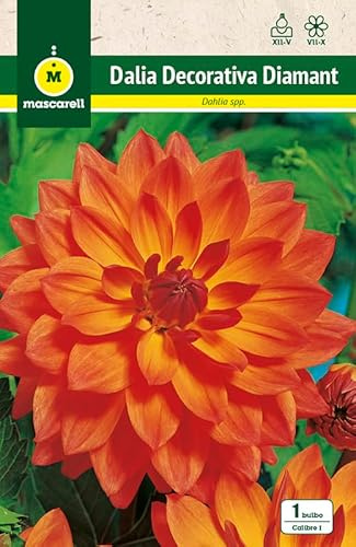 Mascarell Semillas, DALIA DEC. DIAMANT, Semillas Bulbosas, Bulbos de Flores Primavera Fácil de Cultivar, Bolsa 1 Bulbo
