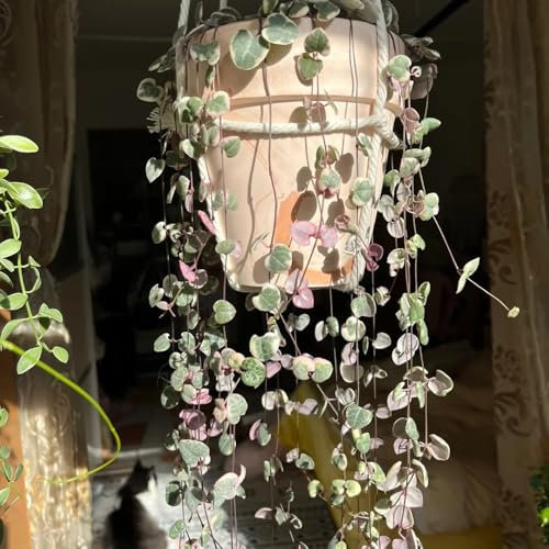 100 pcs Leuchterblume Pflanze Samen, winterfeste pflanzen für balkon Ceropegia Woodii, kleines geschenk für frauen bonsai samen, garten geschenk winterharte pflanzen für garten herbstpflanzen