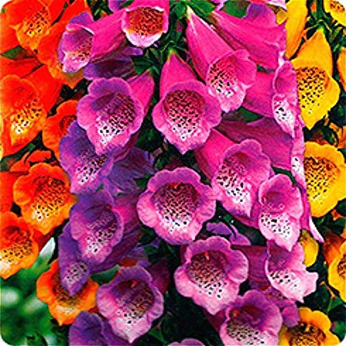 150 pezzi in vaso Insettivori Seed clip gigante Venere acchiappamosche per la casa Giardino: 24:Seeds