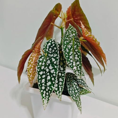 Forellenbegonie Samen - grünpflanzen, topfpflanzen Begonia maculata - grünpflanzen zimmerpflanzen büropflanzen, zimmerpflanzen exotische samen zimmer pflanze pflanzen samen indoor 30pcs