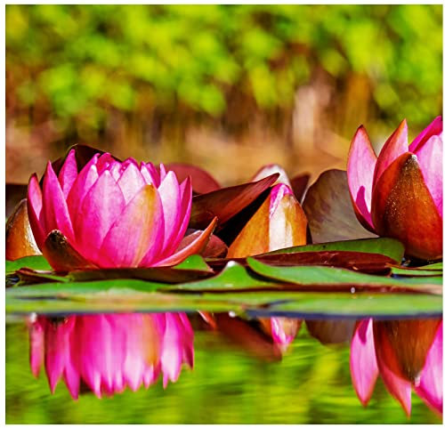 Aquatic Plant Pond Soil - 11 Litres Lily, Tropical Lotus, Water Iris & Pond Plant Compost - Hydrate at Home