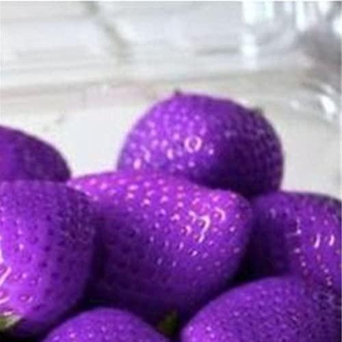 Haloppe 100 Stück Erdbeerfruchtsamen für das Pflanzen von Hausgärten, süße Erdbeersamen für den Hausgarten, die Obstpflanze Pflanzen Violett