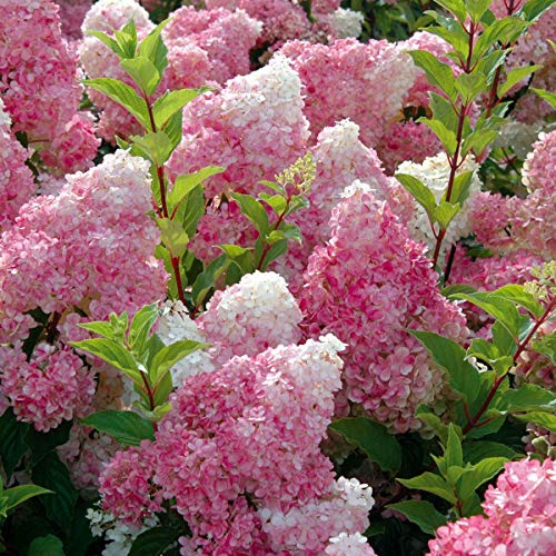 Hydrangea paniculata Vanille Fraise - Hydrangea - Plant in 5 L Pot