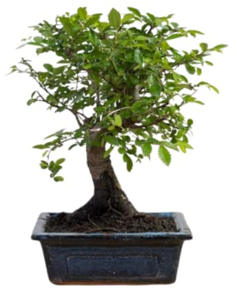 Verdecora Bonsai 5 años | En maceta de cerámica de 15x10x5cm (Zelkova - Olmo Chino)