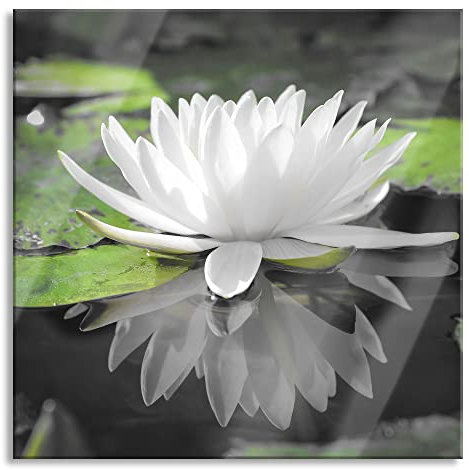Pixxprint Quadro su vetro | Murale su vetro | Fiore di loto bianco in acqua | 40 x 40 cm | con sospensione e distanziatore