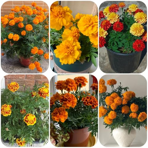 semi di calendula - calendula - balcone di balcone, decorativi aiuola, esotiche resistenti 100pcs