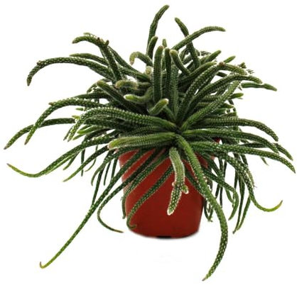 Rhipsalis baccifera horrida - Korallenkaktus - im 12cm Topf - sukkulente Zimmerpflanze