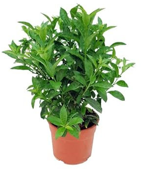 Galán de Noche Natural la Planta Arbustiva que no Puede Faltar en tu Jardín o Terraza