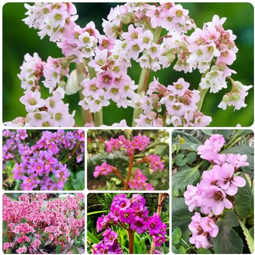 semillas de bergenia cordifolia de jardín, exóticas resistentes de bergenia de balcón resistentes, para parterres elevados Decoración de jardín 350pcs