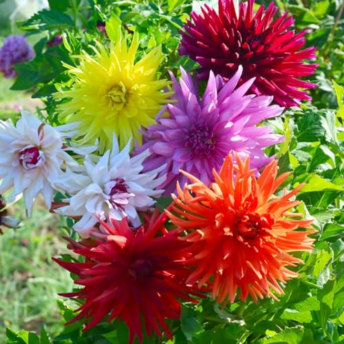 DAHLIA-lökar (knölrötter) | Lökar från de bästa holländska producenterna | Exklusivt urval och kvalitetskontroll | Garanterad blomning från första året. (5 Kaktusdahlia Blandning 50 cm)