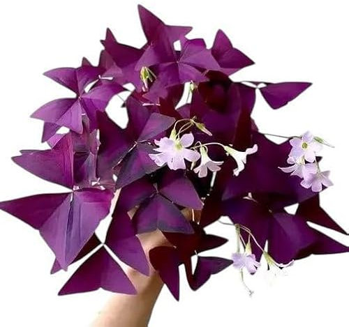 Oxalis Triangularis | Butterfly Plant | Purple Shamrock | 9cm Pot | Indoor House Plant