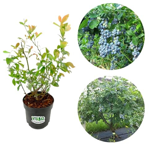 Mirtillo gigante americano frutti di bosco pianta già fruttifera in vaso ø18 cm Vivaio di Castelletto