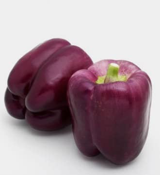 Graines de poivron violet purple bell- sachet de 0,5 gramme (environ 20 graines) - Capsicum/annuum/Solanacées - Graines de style