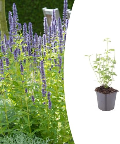 Agastache 'Black Adder' | 48 pezzi - 10-25cm - Ø9cm - Pianta da giardino