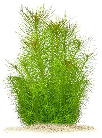 Pogostemon erectus - Indische Sternpflanze in vitro XL - 8,5cm Bechergröße - Hintergrund Wasserpflanzen für Aquarien