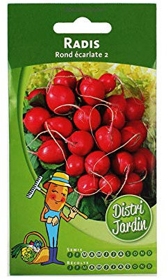 Radis rond écarlate 2