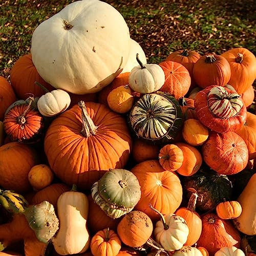 30 Pcs Kürbis Samen, Kürbissamen Bio, Gemüse Samen Alte Sorten, Deko Wohnzimmer, Cucurbita Moschata, Wintergemüse Samen, Kletterpflanzen Winterhart Kletterpflanzen Winterhart Schnellwachsend