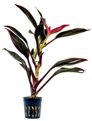 AquaOne Terrarium Pflanze Cordyline red Edge I Lebende Paludariumpflanzen Regenwald Terrarienpflanzen voll durchwurzelt einfach Terrascaping Dekoration