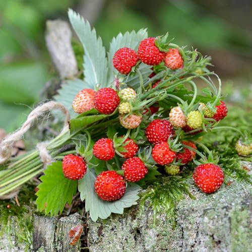 Alpine Strawberry Seeds – Grow Your Own – Small, Sweet & Ever-Bearing Fruits – Ideal for Kids – for Your Kitchen Garden