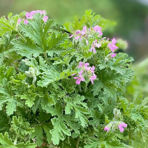 semi di geranio profumato, da balcone Pelargonium graveolens, semi di giardino aromatiche sul balcone 60pcs