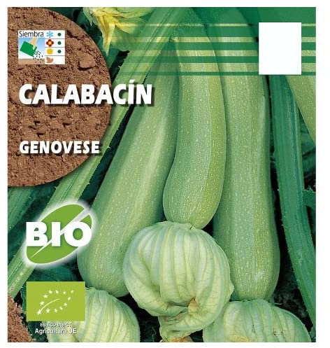 Semillas Calabacín Italiano Genovés para Cultivar en el Hogar