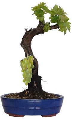 KENTIS - Bonsai di Vite - Vitis Vinifera Piante Vere fa Frutto da Esterno Ornamentali - Giardino Balcone Terrazzo - H 40/50 cm Vaso in Ceramica 26 cm
