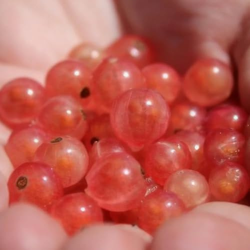semillas de grosella espinosa, grosella, Grosella, resistentes para jardín fresca, 35pcs