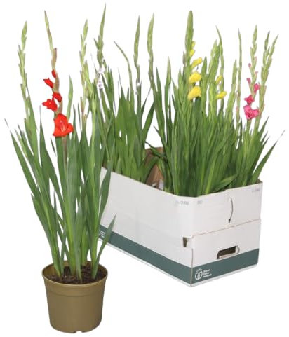 Gladiolo Natural Bulbo en Maceta con Flor de Riego Moderado y Fácil de Cuidar