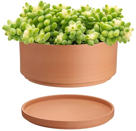 OLegei Pots de Fleurs en Terre Cuite 25,4 cm de diamètre Pot de Fleurs Peu Profond pour Plantes dintérieur et dextérieur Pot Rond pour Plantes succulentes avec Trou de Drainage