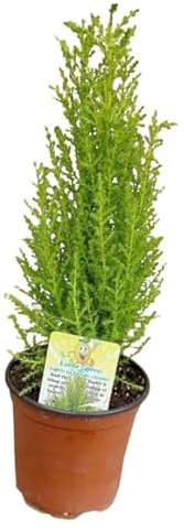 Ciprés Golden Natural Planta de Exterior Dorada y de Mantenimiento Sencillo