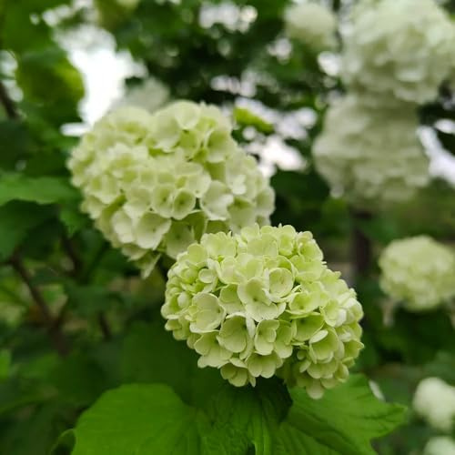 Semillas de hortensia bola nieve, balcón semillas decoración variedades antiguas invernaderos balcón jardín arbustos resistentes 80pcs