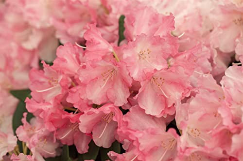 Rhododendron yak. 'Marlis' 50-60 cm - Rhododendron, rosa Blüten, Blütezeit Mai-Juni, ideal für Halbschatten, immergrün, winterhart